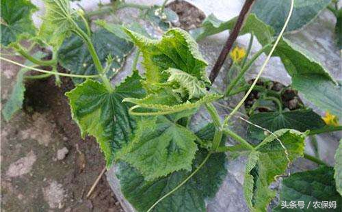 为什么刚出苗的黄瓜苗发黄,给黄瓜苗喷了醋后发黄怎么办