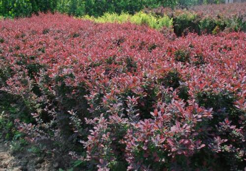 红叶石楠小树苗什么价格,落叶小乔木单价