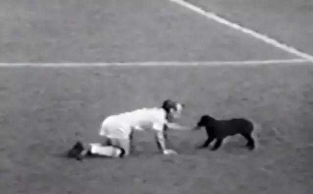 荣膺全场最佳?胖橘带你盘点那些闯入球场的猫猫狗狗