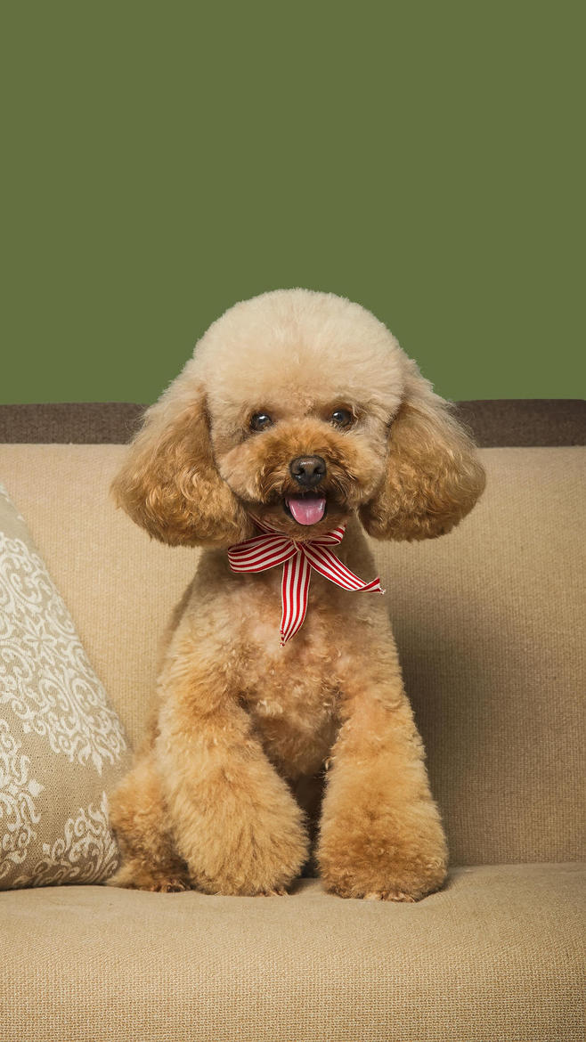 狗狗细小病毒早期怎么治疗,狗狗细小病毒最佳治疗方案