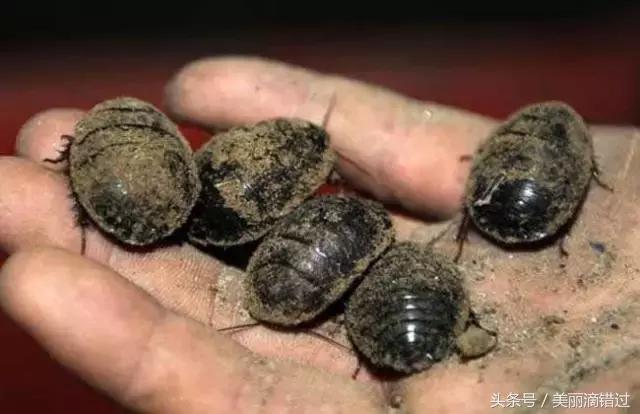 农村什么虫子有药用价值,农村臭屁虫特效药