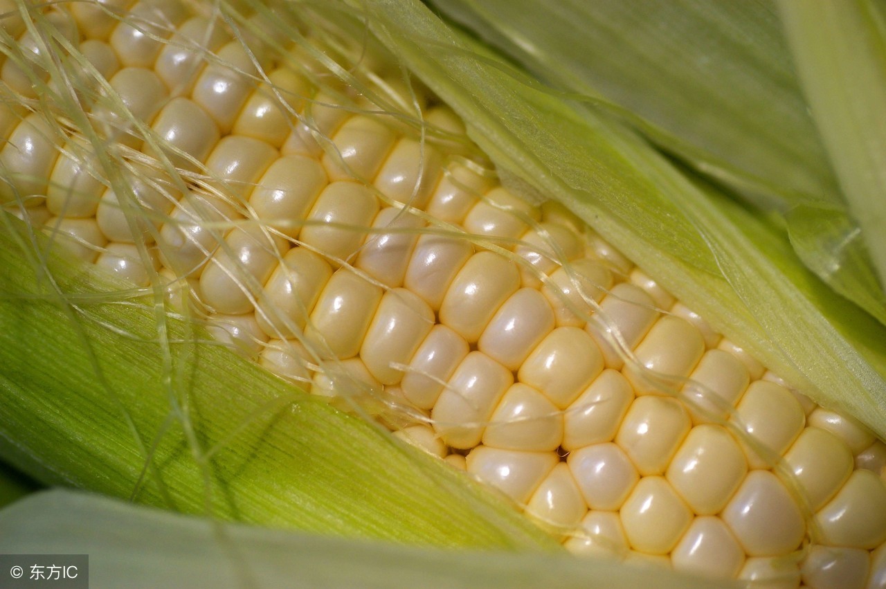 新玉米为什么不能直接喂,新玉米为什么不能喂家禽