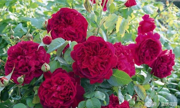 地栽月季怎么浇水,地栽月季浇水的最佳时间