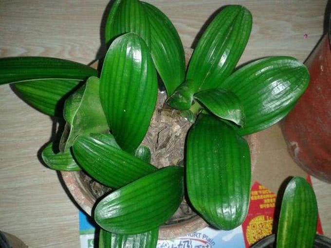 君子兰怎么养叶子能肥厚变绿开花,君子兰的叶片如何更加油亮肥厚呢