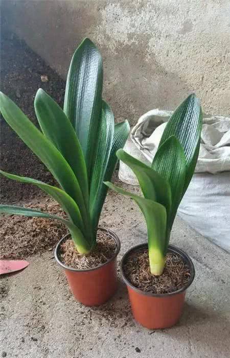 君子兰怎么养叶子能肥厚变绿开花,君子兰的叶片如何更加油亮肥厚呢