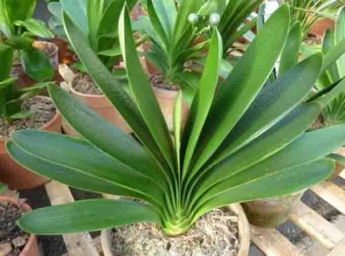 君子兰怎么养叶子能肥厚变绿开花,君子兰的叶片如何更加油亮肥厚呢