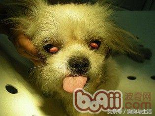 狗狗得了犬第三眼睑增生的症状及诊治