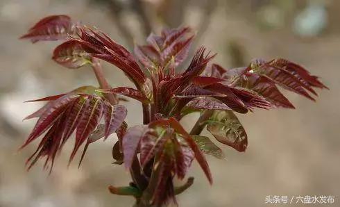 “凉都红香椿”走出国门，将亮相韩国餐桌