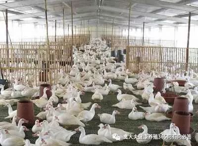 养鸭到底怎么样,一招教你养鸭不生病