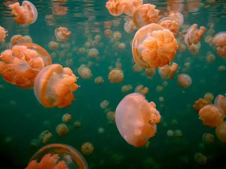 帕劳岛自由潜水 (帕劳潜水视频观看鱼群风暴)