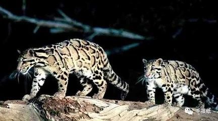 猫最常见的有哪几种品种,世界公认的猫种有哪些名字