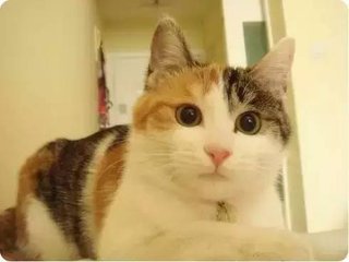 猫最常见的有哪几种品种,世界公认的猫种有哪些名字