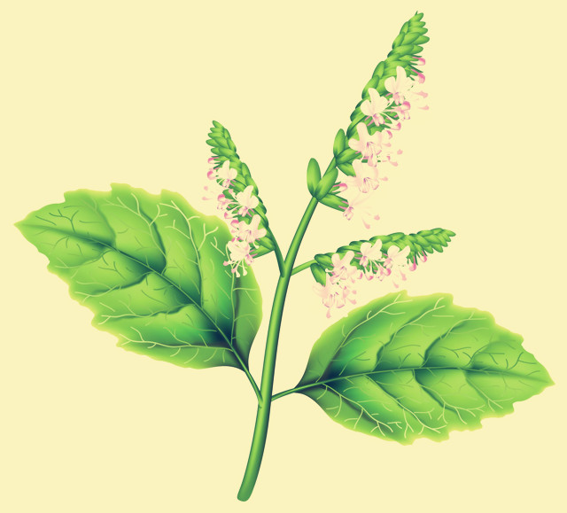 一例午后自觉低热患者在中医干预后的舌苔变化及其转归