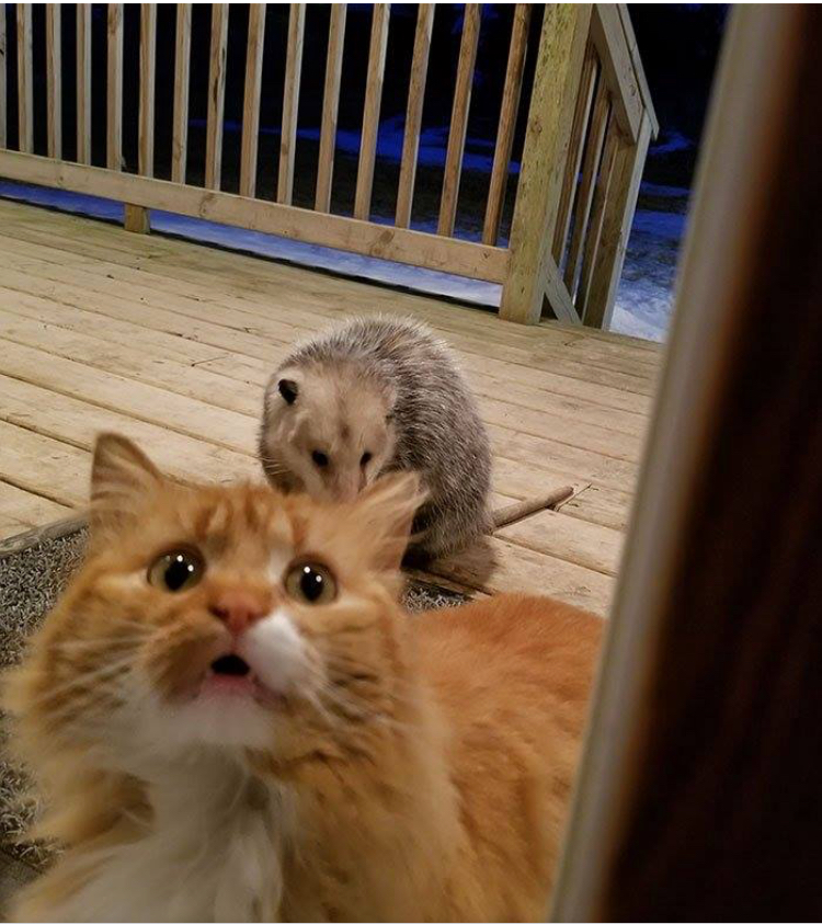 仓鼠当猫咪的面抢食物,仓鼠抢猫食物视频