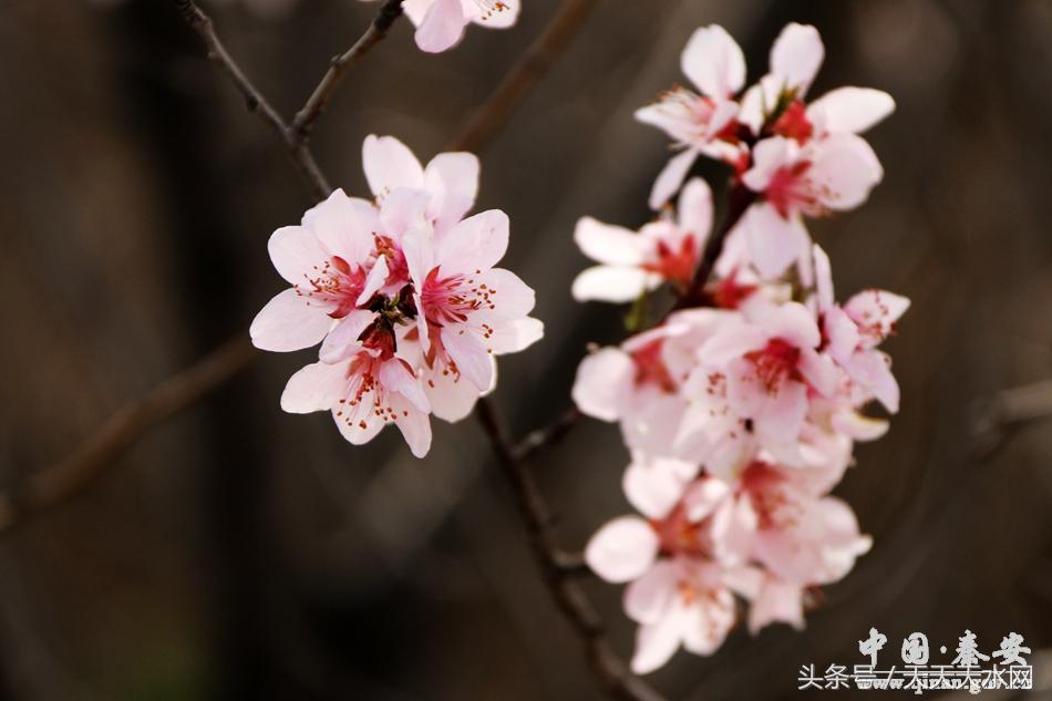 秦安:芳蕊遍地蜜蜂闹*光春**明媚凤山娇