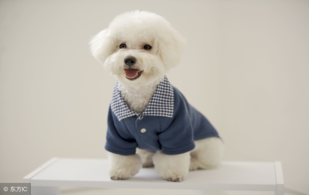 中国十大最好的狗狗是哪十个,全国十大宠物狗排名榜