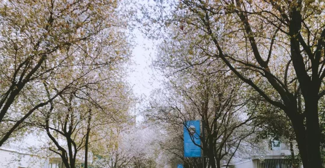 真樱花和假樱花的区别,怎么分辨真樱花还是假樱花