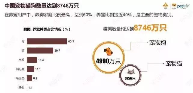 猫狗性格不合,猫狗之间关系不好的原因找到了