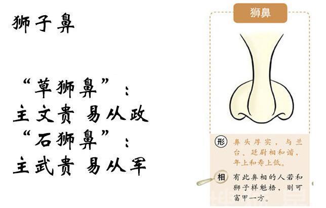 富贵鼻型面相图解大全,面相中的十大鼻型你属于哪种呢