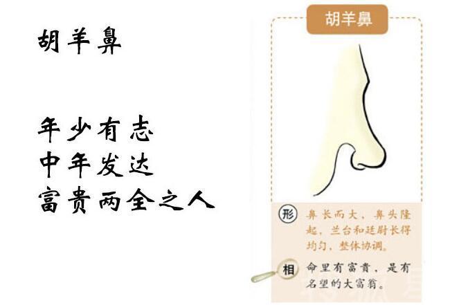 富贵鼻型面相图解大全,面相中的十大鼻型你属于哪种呢