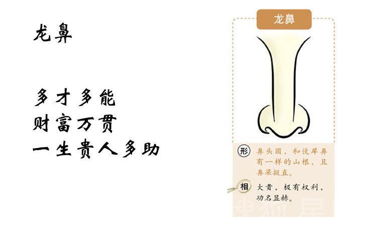 富贵鼻型面相图解大全,面相中的十大鼻型你属于哪种呢