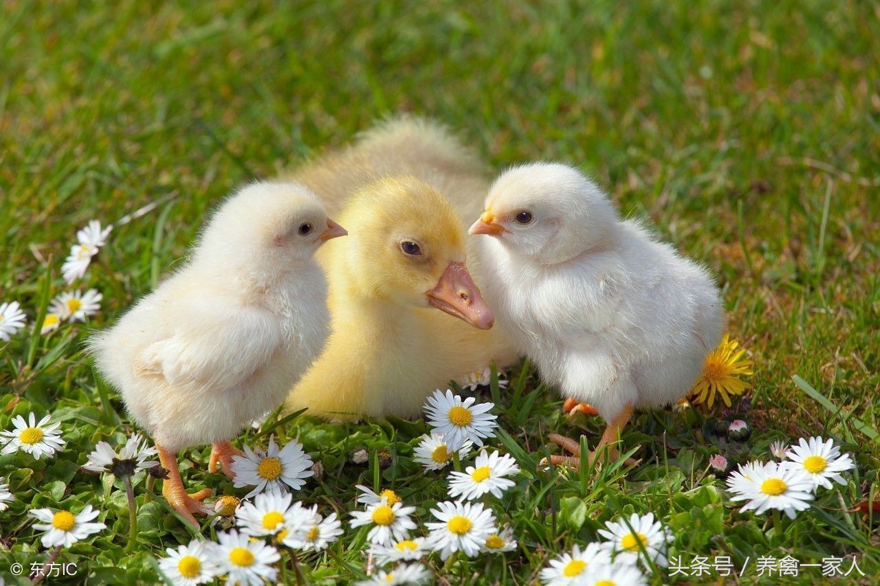 鸡养殖会导致瘫鸡吗,从鸡病处理看养鸡成功