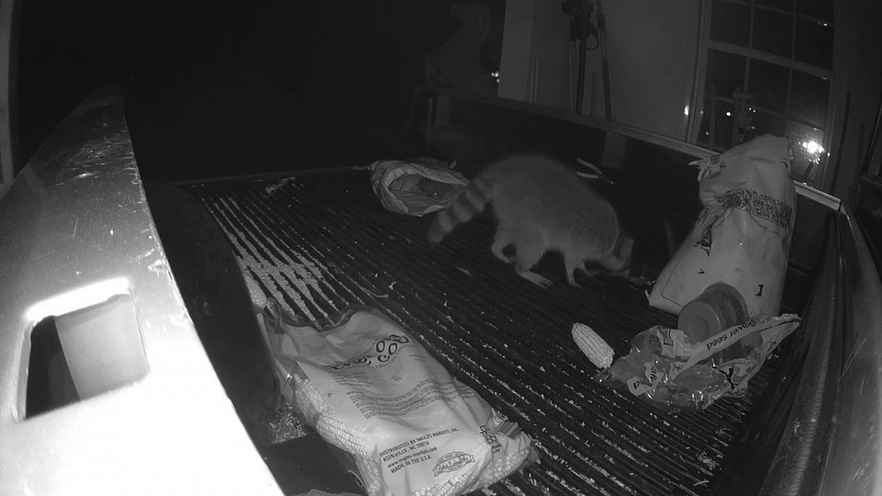 浣熊真的那么温顺吗,浣熊适不适合养