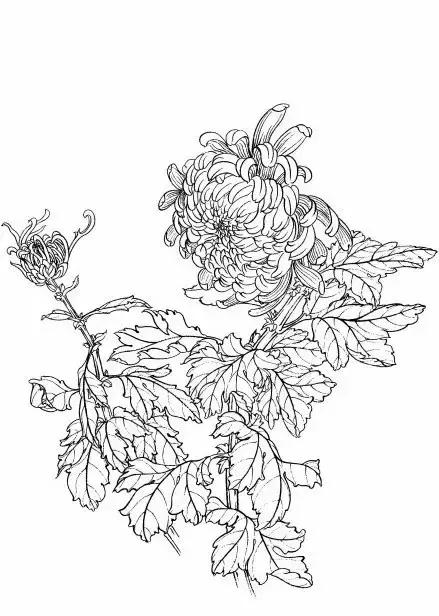 入门白描花卉菊花视频,白描菊花国画如何上色