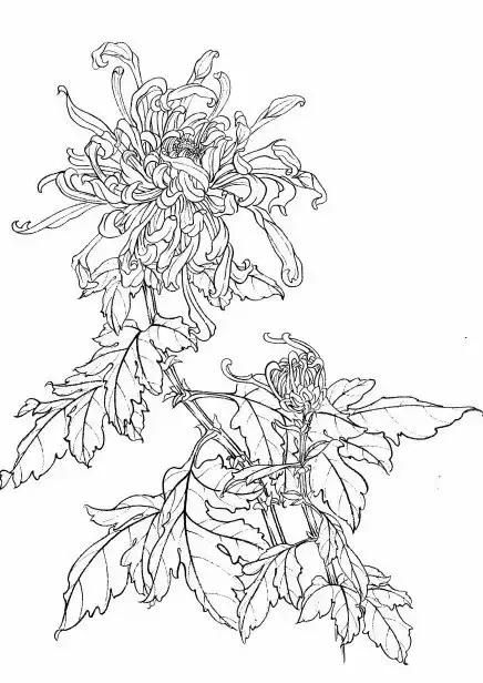 入门白描花卉菊花视频,白描菊花国画如何上色