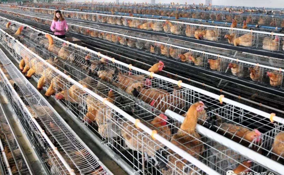 产蛋鸡啄羽用什么药,产蛋鸡吃什么才能多产蛋