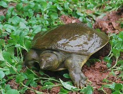 捕野生甲鱼违法吗,捕甲鱼地笼网