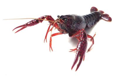 小龙虾能和小型观赏鱼一起混养吗,罗氏沼虾和小龙虾泥鳅能混养吗