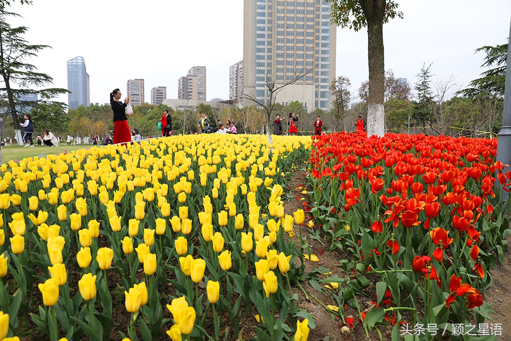 宁波院士公园最新消息,宁波院士公园现在花还开着吗