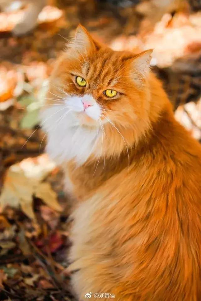 猫谱:因相成名,因名成谱《蓝毛毛找猫》24:猫出有名