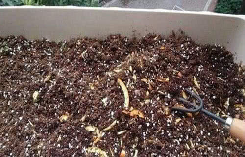 小白鞋上面的霉点如何清洗干净,小白鞋的鞋带拆不下来如何清洗呢