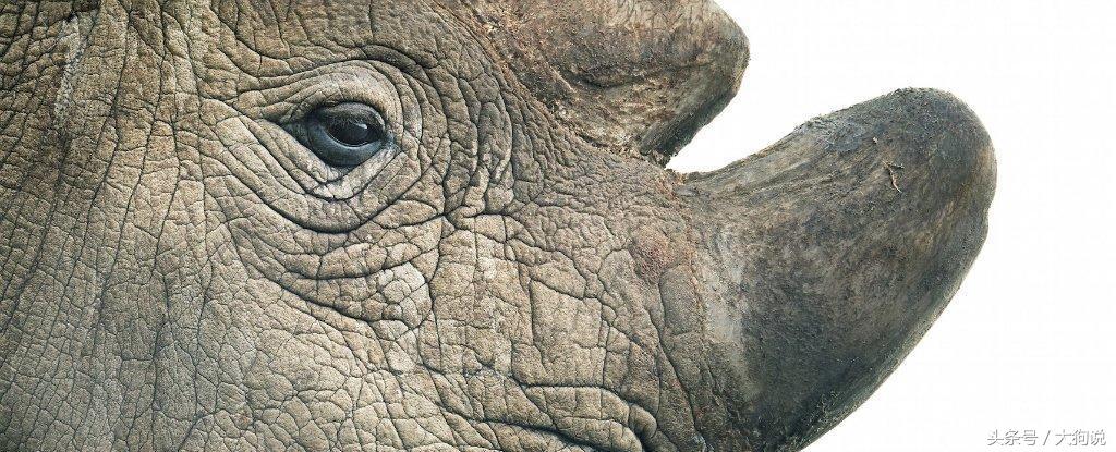 世界上最后一头雄性北白犀苏丹被实施安乐死，享年45岁