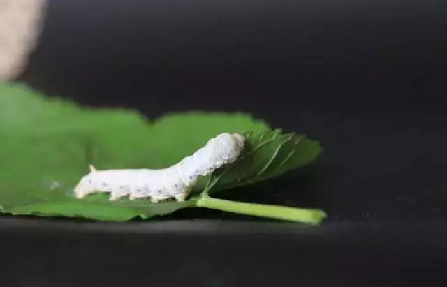 “桑树蚕宝”来到烟筒山