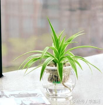 水培的吊兰可以用啤酒水浇吊兰吗,吊兰怎样水培才能养好