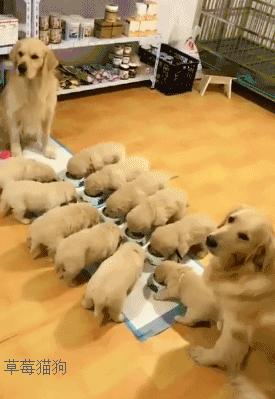 金毛生了狗狗有一只不管怎么办,金毛生了一个足球队