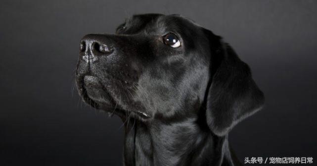 拉布拉多是死亡率最高的犬吗,中国禁养犬有没有拉布拉多