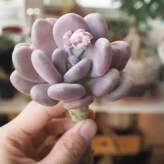 270种常见多肉图谱,270种常见多肉盆景