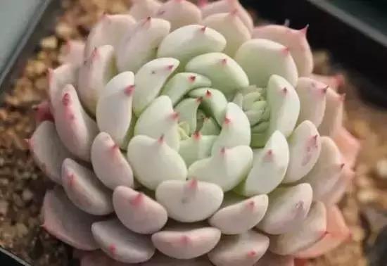 270种常见多肉图谱,270种常见多肉盆景