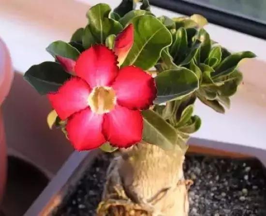 270种常见多肉图谱,270种常见多肉盆景