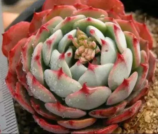 270种常见多肉图谱,270种常见多肉盆景