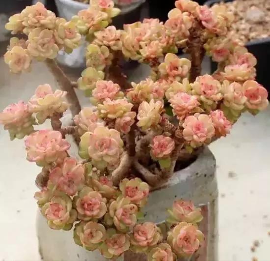 270种常见多肉图谱,270种常见多肉盆景