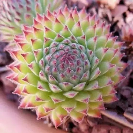 270种常见多肉图谱,270种常见多肉盆景