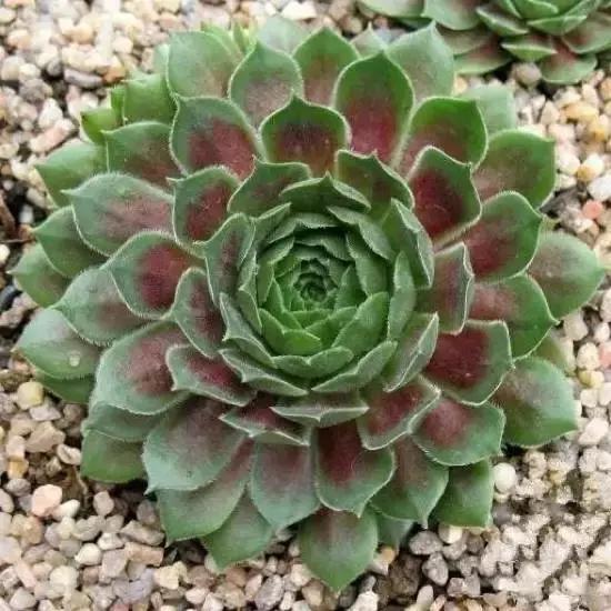 270种常见多肉图谱,270种常见多肉盆景