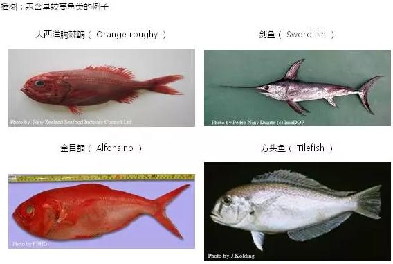 吃鱼最给宝宝补DHA，但哪些鱼最富含DHA又低汞？