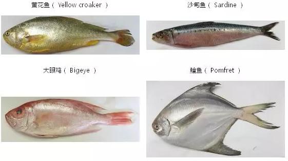 吃鱼最给宝宝补DHA，但哪些鱼最富含DHA又低汞？