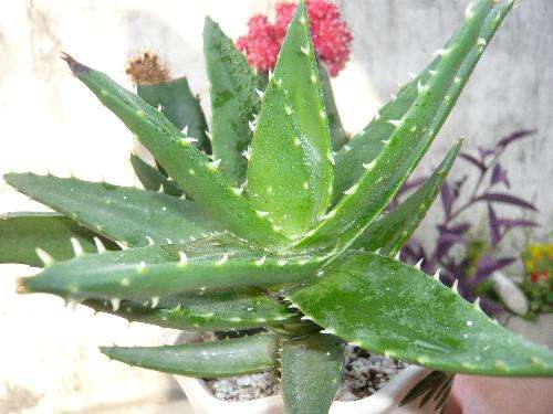 装修后如何除甲醛用什么植物,新房装修后去甲醛的植物有哪些